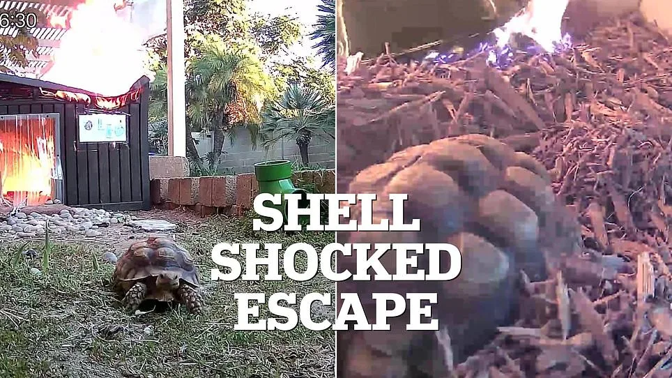Faulty Lamp Causes Fire at UK Sanctuary: Exclusive Video Shows Leo the Tortoise's Escape