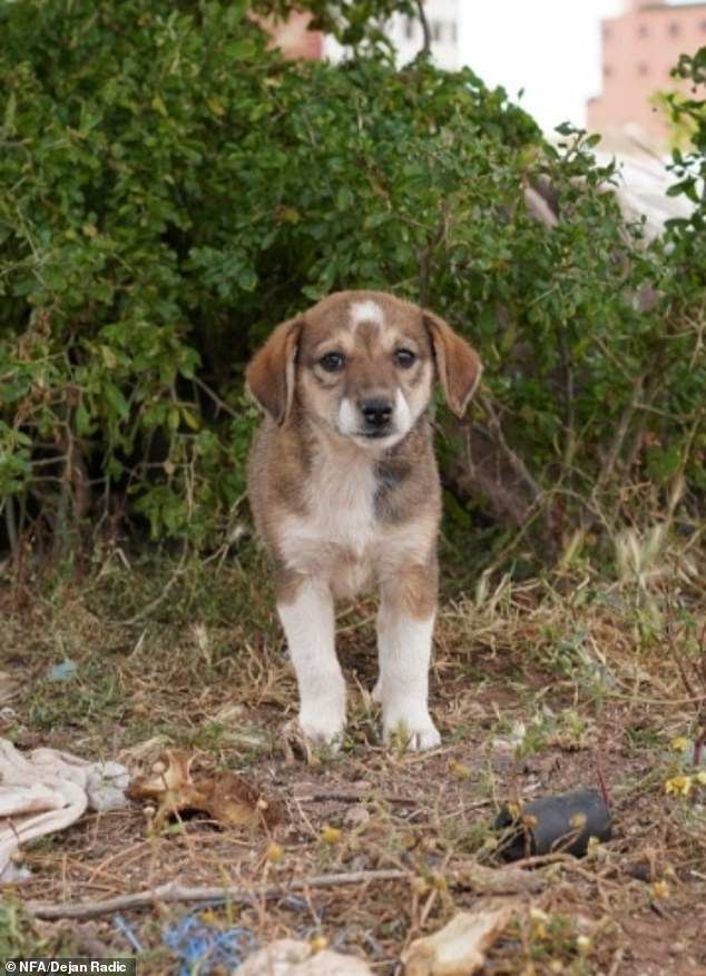 Boycott Calls Mount Over Alleged Mass Cull of Stray Dogs in Morocco Ahead of 2030 World Cup