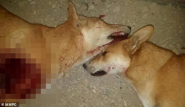 Boycott Calls Mount Over Alleged Mass Cull of Stray Dogs in Morocco Ahead of 2030 World Cup