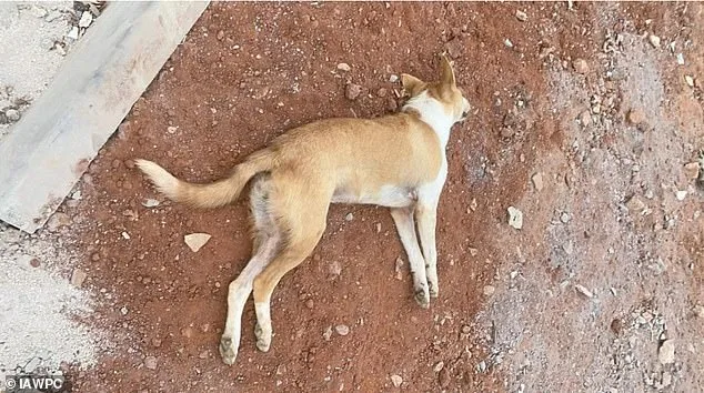 Boycott Calls Mount Over Alleged Mass Cull of Stray Dogs in Morocco Ahead of 2030 World Cup
