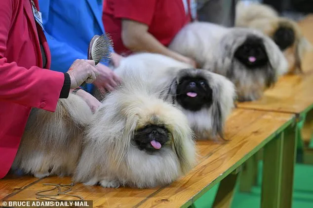 University of Cambridge Study Warns 15 Dog Breeds Face Breathing Risks from Exaggerated Facial Features