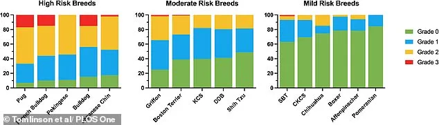 University of Cambridge Study Warns 15 Dog Breeds Face Breathing Risks from Exaggerated Facial Features