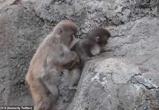 Punch the Macaque's Unlikely Attachment to Stuffed Orangutan Becomes Viral Sensation at Ichikawa Zoo