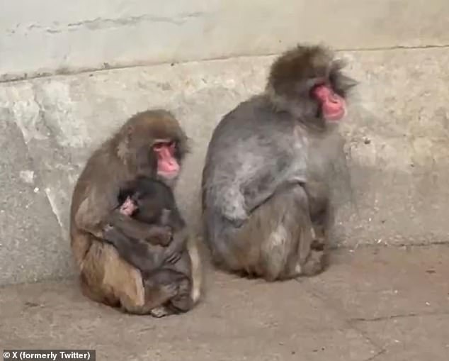 Punch the Macaque's Unlikely Attachment to Stuffed Orangutan Becomes Viral Sensation at Ichikawa Zoo