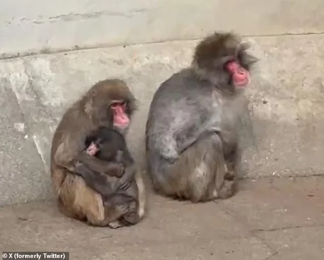 Punch the Macaque's Unlikely Attachment to Stuffed Orangutan Becomes Viral Sensation at Ichikawa Zoo