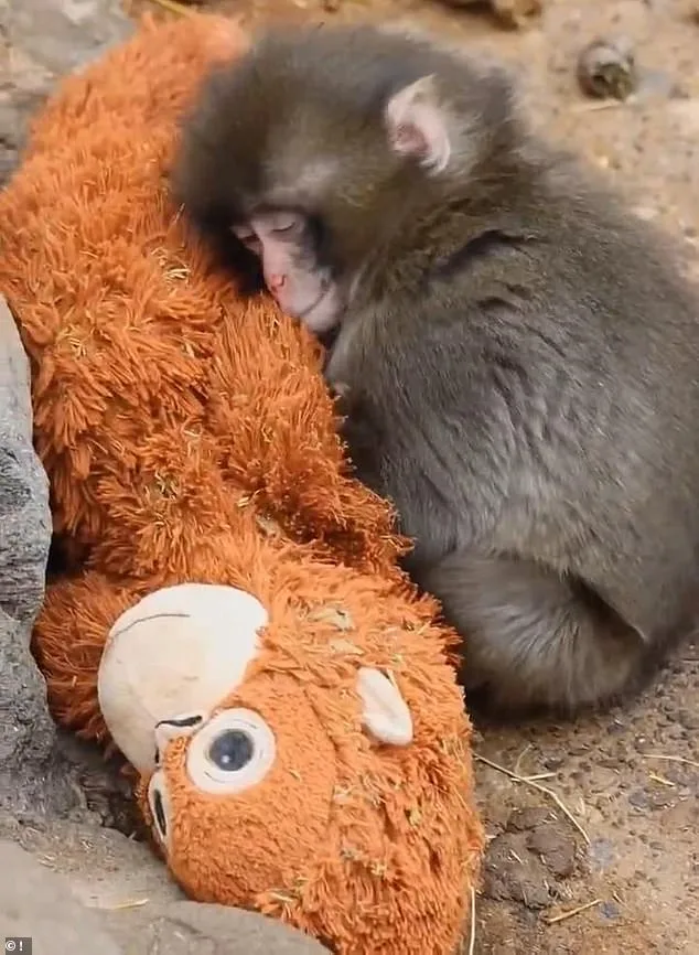 Punch the Macaque's Unlikely Attachment to Stuffed Orangutan Becomes Viral Sensation at Ichikawa Zoo