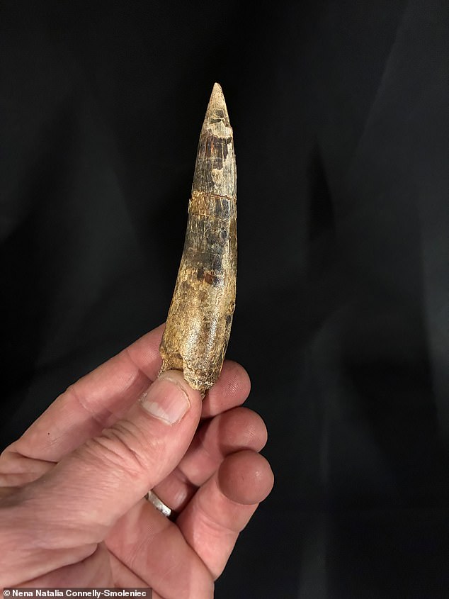 Dragon-Like Fossil Found in Sahara: Spinosaurus mirabilis Stuns Scientists and Public