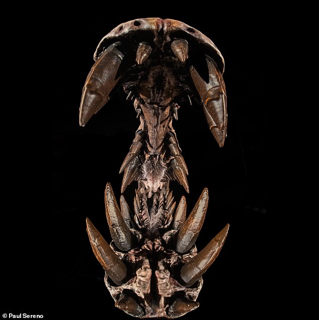 Dragon-Like Fossil Found in Sahara: Spinosaurus mirabilis Stuns Scientists and Public