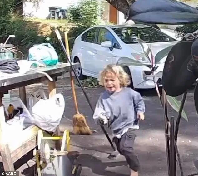 Three-Year-Old's Terrifying Encounter with Coyote in Pasadena Neighborhood