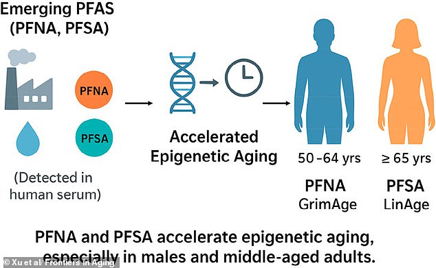 Forever Chemicals Linked to Accelerated Biological Aging in Middle-Aged Men
