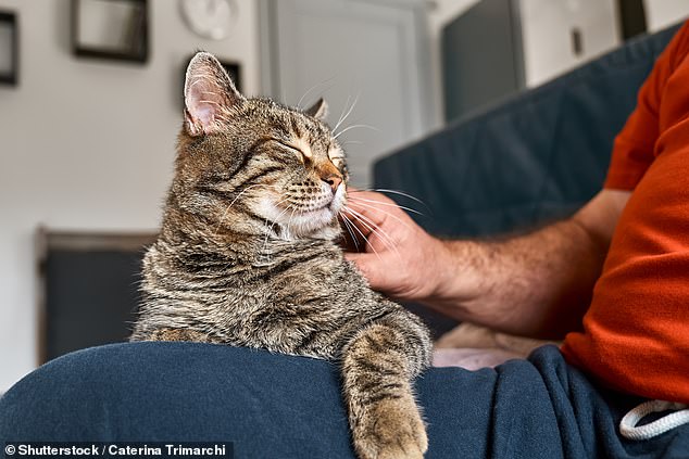 Surprising Insight: Cats Less Likely to Help Humans Unless There's a Clear Personal Benefit