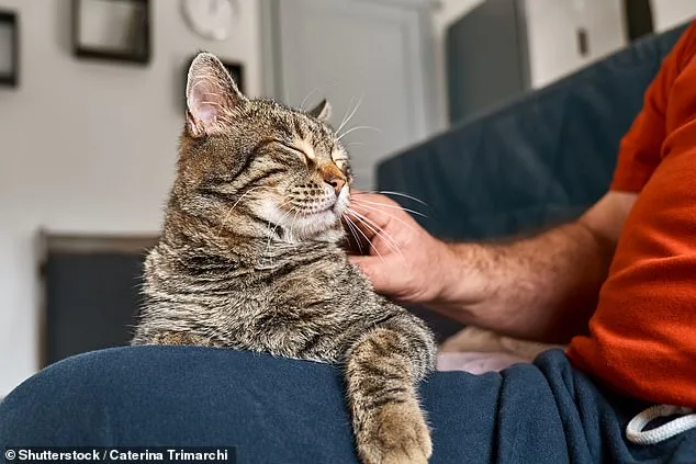 Surprising Insight: Cats Less Likely to Help Humans Unless There's a Clear Personal Benefit