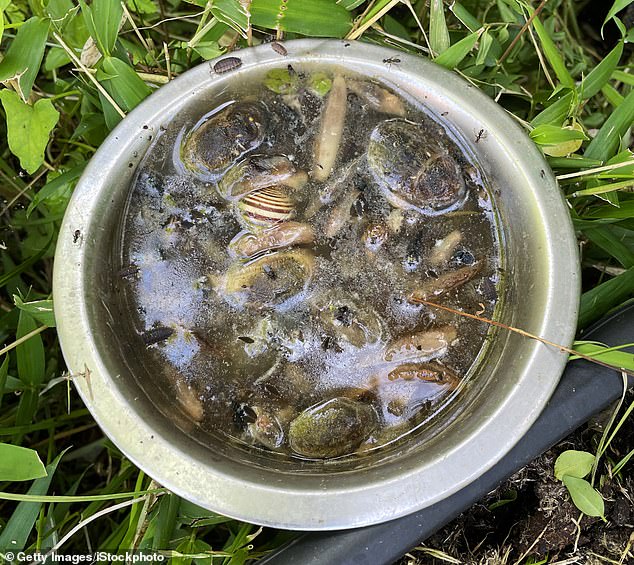 Britain's Gardens Bracing for 'Slugageddon' in 2026 as Wet Winter Sparks Slug Surge