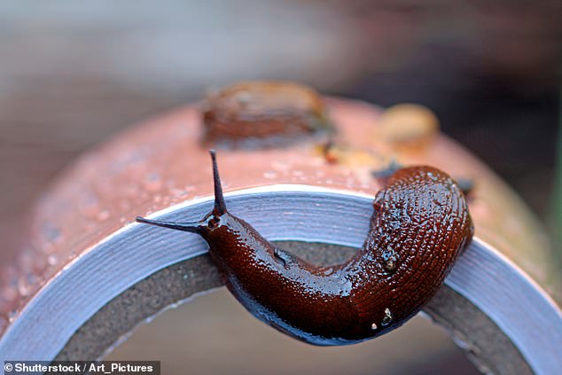 Britain's Gardens Bracing for 'Slugageddon' in 2026 as Wet Winter Sparks Slug Surge
