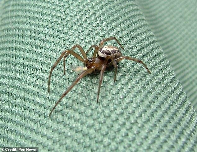 Coventry Man's Spider Bite Infection Sparks Concerns Over False Widow Spread in UK