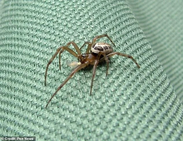 Coventry Man's Spider Bite Infection Sparks Concerns Over False Widow Spread in UK