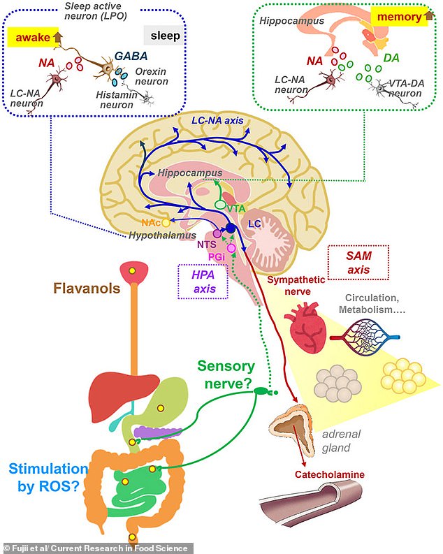 Astringent Taste of Red Wine and Chocolate May Boost Brain Power, Study Suggests