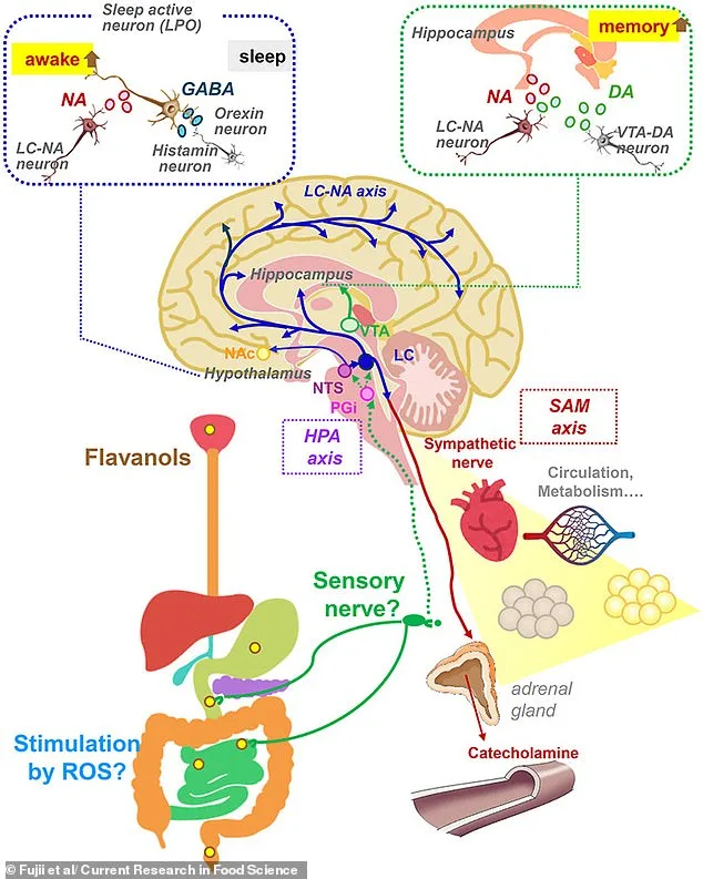 Astringent Taste of Red Wine and Chocolate May Boost Brain Power, Study Suggests