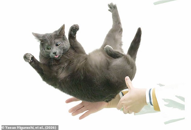 Breakthrough Discovery: Scientists Uncover Feline Spine Secret That Solves Century-Old Mystery of Cats' Mid-Air Landings