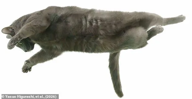 Breakthrough Discovery: Scientists Uncover Feline Spine Secret That Solves Century-Old Mystery of Cats' Mid-Air Landings