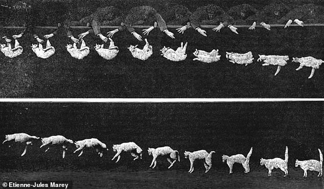 Breakthrough Discovery: Scientists Uncover Feline Spine Secret That Solves Century-Old Mystery of Cats' Mid-Air Landings