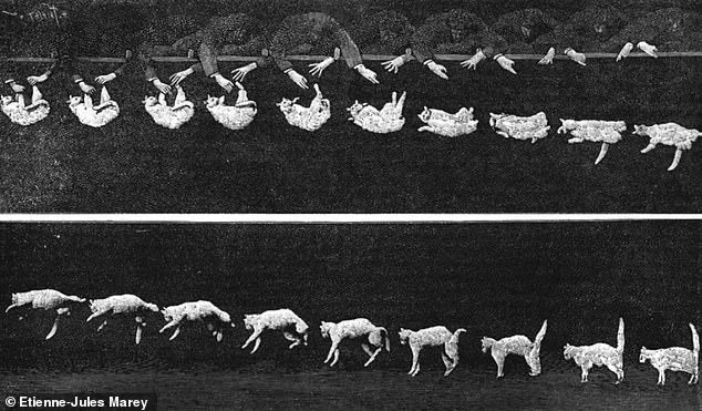 Breakthrough Discovery: Scientists Uncover Feline Spine Secret That Solves Century-Old Mystery of Cats' Mid-Air Landings
