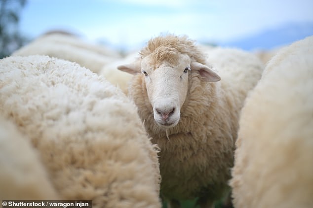Oxford English Dictionary Faces Pressure to Redefine 'Wool' to Include Plant-Based Alternatives