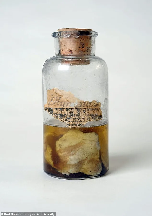 The Mysterious Kentucky Meat Shower of 1876: When Raw Meat Rained from the Sky