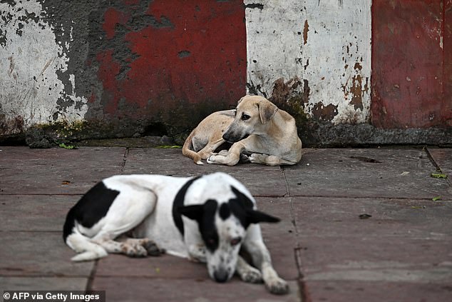 India's Mega Shelter Plan for Stray Dogs Sparks Global Outcry Over Public Health Risks