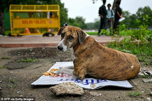 India's Mega Shelter Plan for Stray Dogs Sparks Global Outcry Over Public Health Risks
