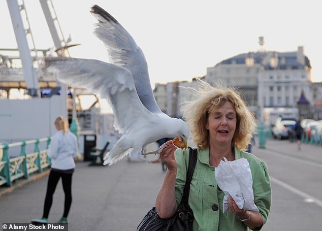 Googly Eyes Outsmart Seagulls: Study Reveals Unlikely Solution to Coastal Food Theft