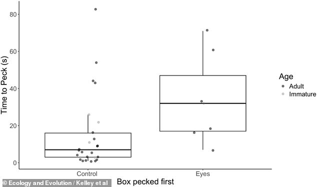 Googly Eyes Outsmart Seagulls: Study Reveals Unlikely Solution to Coastal Food Theft