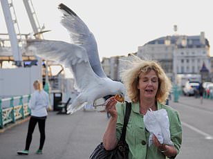 Googly Eyes Outsmart Seagulls: Study Reveals Unlikely Solution to Coastal Food Theft