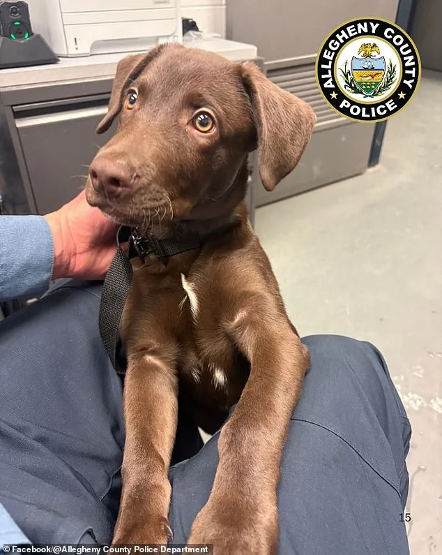 Abandoned Chocolate Labrador at Pittsburgh Airport Sparks Legal and Policy Debate