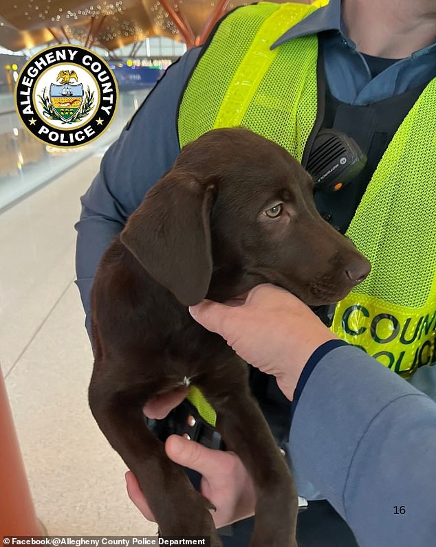 Abandoned Chocolate Labrador at Pittsburgh Airport Sparks Legal and Policy Debate