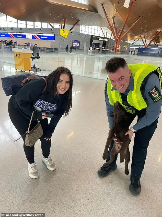 Abandoned Chocolate Labrador at Pittsburgh Airport Sparks Legal and Policy Debate