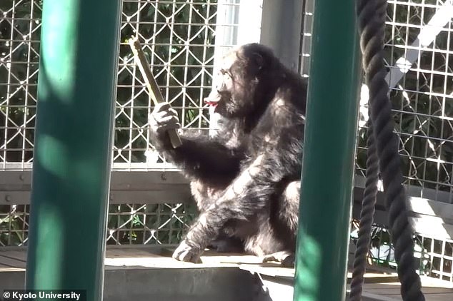 Chimpanzee Ayumu Breaks Boundaries with Groundbreaking Drumming and Singing Display at Kyoto University