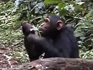 Chimpanzee Ayumu Breaks Boundaries with Groundbreaking Drumming and Singing Display at Kyoto University