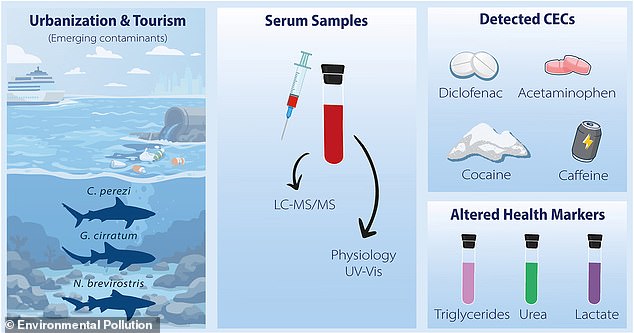 Cocaine Detected in Bahamas Sharks: Human Toxins Infiltrate Marine Ecosystems