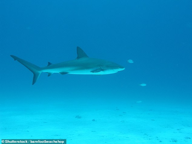 Cocaine Detected in Bahamas Sharks: Human Toxins Infiltrate Marine Ecosystems
