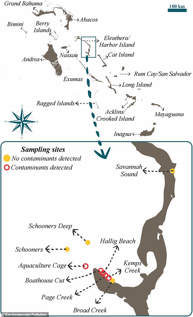 Cocaine Detected in Bahamas Sharks: Human Toxins Infiltrate Marine Ecosystems