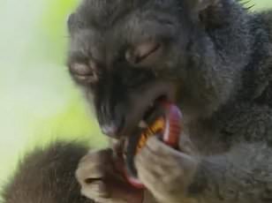 Cocaine Detected in Bahamas Sharks: Human Toxins Infiltrate Marine Ecosystems