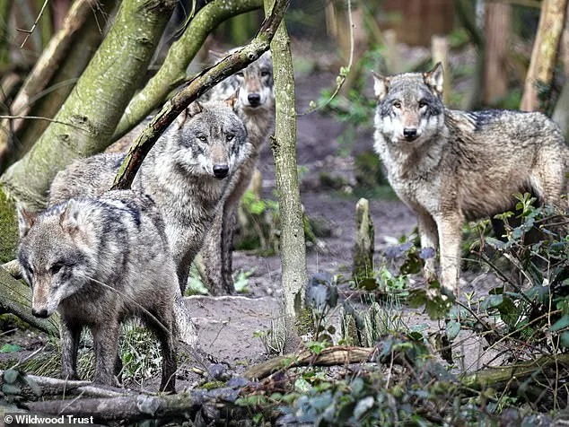 Last Resort Euthanasia of Wildwood Trust's Wolves Due to Violent Pack Dynamics and Fatal Injuries