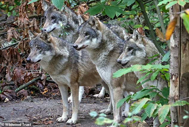 Last Resort Euthanasia of Wildwood Trust's Wolves Due to Violent Pack Dynamics and Fatal Injuries