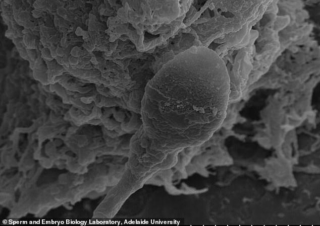 Study Shows Human Sperm May Get Lost in Space, Complicating Colonization Plans