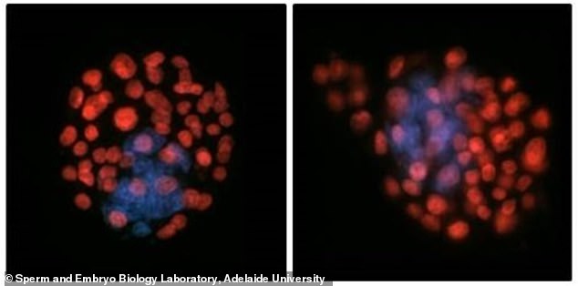 Study Shows Human Sperm May Get Lost in Space, Complicating Colonization Plans
