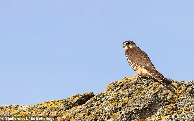 Britain's Wildlife on Brink of Extinction: Study Predicts 196 Plant Species Lost by 2070 Without Action