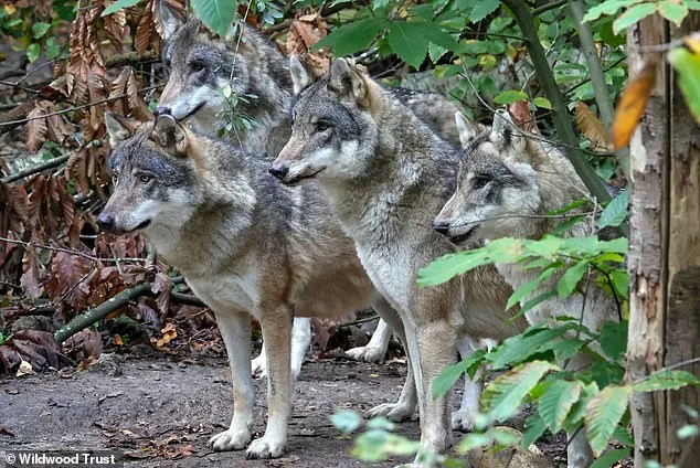 Furious Adopters Demand Independent Investigation After Park Euthanizes Wolves in 'Last Resort' Move