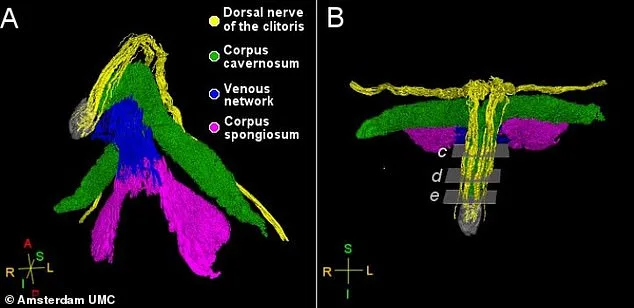 Breakthrough Clitoral Map Reveals Uncharted Nerves, Transforming Sexual Health Understanding
