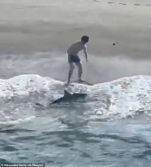 Daring Rescue: Young Fisherman Saves Great White Shark Tangled in Fishing Line at Hermosa Beach Pier